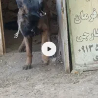 توله مالنیوز