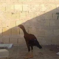 خروس لاری