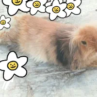 لوپ نر