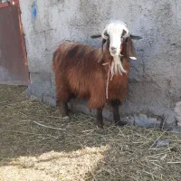 بزه نر