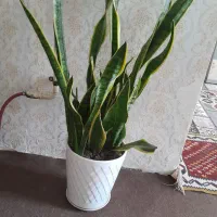 گلدان