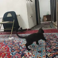 این بچه گربه گم شده|گربه|سبزوار, سلمان فارسی (چهار راه فرودگاه)|دیوار