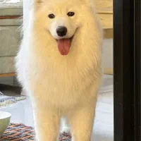 واگذاری توله سامویید لاین اصلی روس