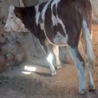 گوساله