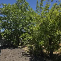 باغ و باغچه چهار دیوار/سنددار آب