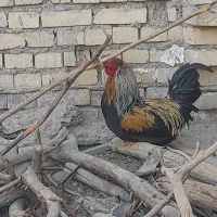 فروش خروس درحمیدیه