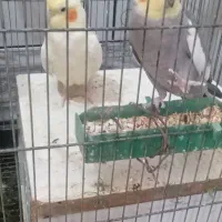یک حفت عروس هلندی نروماده