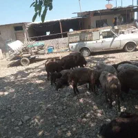 نشا با دستگاه نشا