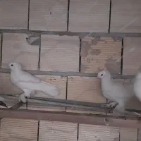 جوجه راعبی