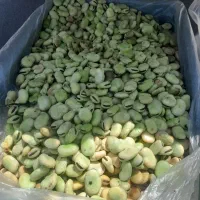 باقالی تازه پاک شده