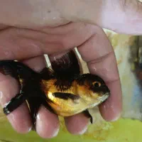 ماهی گلدفیش گرید بالا