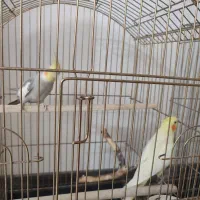 عروس هلندی با قفس