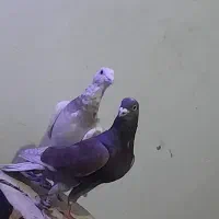 ۵ تا کبوتر