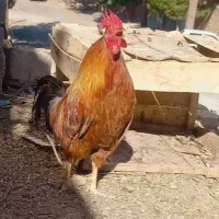 خروس محلی