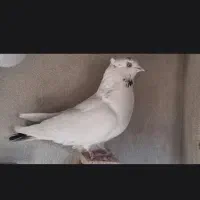 گمشده