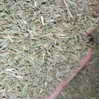 زیره. زیره سبز و نخود محلی