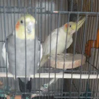 عروس هلندی