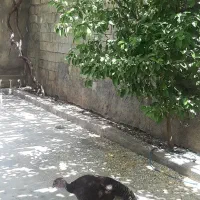 تعویض بوقلمون