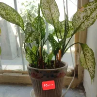 گیاه ، گل طبیعی