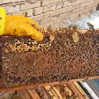کندو زنبور عسل
