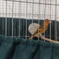سهره قناری سرخ خوش رنگ
