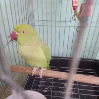 طوطی ملنگو ماده بالغ