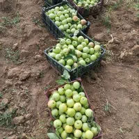 سیب گلاب