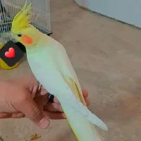 عروس هلندی لوتینو دست آموز پر دم بلند مرتب