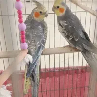 یک جفت عروس هلندی۱۵۰۰