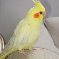 جوجه عروس هلندی لیتونی ماده