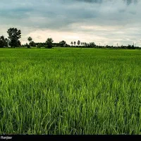 زمین کشاورزی