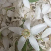 ست شاهنشین