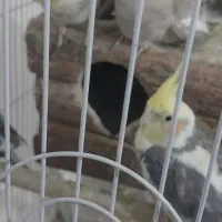 عروس هلندی سخنگو