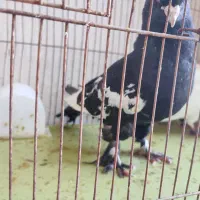 کبوتر جم