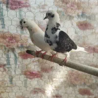 یک جفت کبوتر پرشی