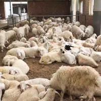 کارگر شبانه روزی دامداری صنعتی