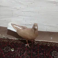 کبوتر
