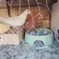 پرنده
