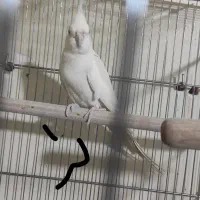 عروس هلندی