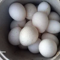 تخم بوقلمون کاملا تازه و نطفه دار