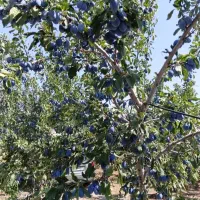 فروش آلو خرمایی