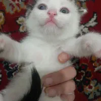 گربه کوچک