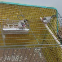 فنچ مصری شکلاتی