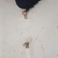 تعداد ۵تا کبوتر پریده