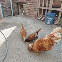 فروش مرغ و خروس