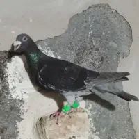 کفتر