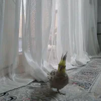 گم شدن عروس هلندی ماده