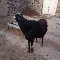 قوچ قره قزل