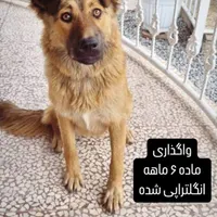 واگذار  قلاده سگ دو ماهه و ۶ ماهه ماده به صورت جدا|سگ|نور, |دیوار