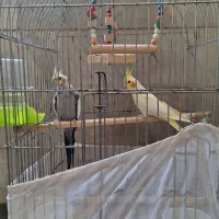 عروس هلندی نر و ماده با قفس
